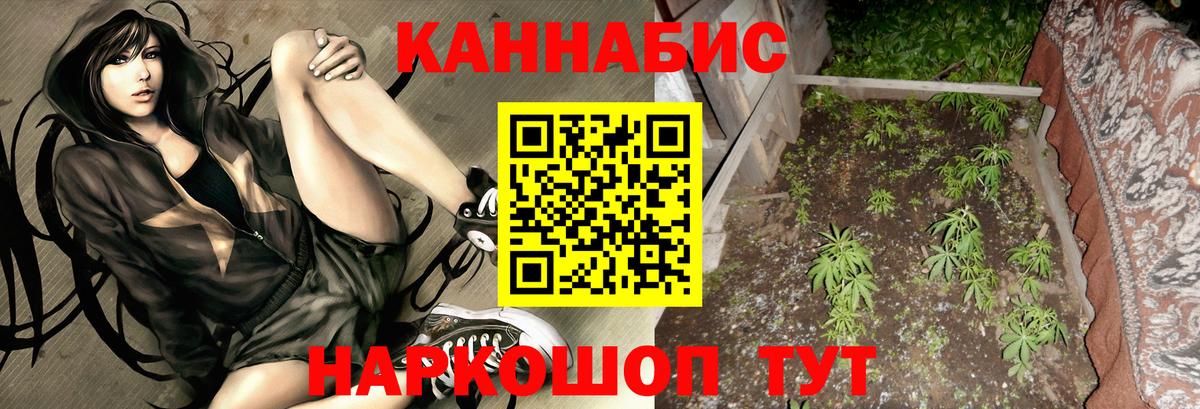Бошки Шишки планчик Сосновоборск